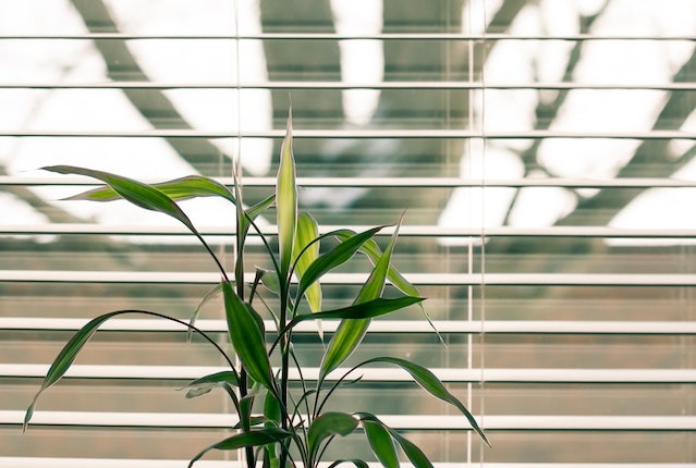 Close-up of Venetian blinds